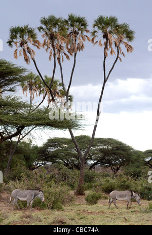 Kenya, Samburu National Reserve, Kenia, Grevys Zebra, Equus Gevyi, Stockfoto