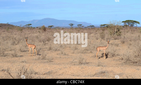 Samburu National Reserve, Kenia Gerenuks Litocranius Walleri, AKA Giraffe Gazelle Stockfoto