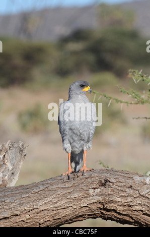 Östlichen (blass) Chanting Goshawk oder Somali Chanting Goshawk (Melierax Poliopterus) auf einem Baum Stockfoto