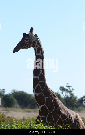 Samburu National Reserve, Kenia, retikuliert Giraffe, Giraffe Giraffa Reticulata, in der Nähe von einer Akazie Stockfoto