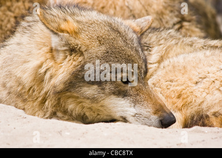 Grauwolf oder Canis Lupus in der frühen Morgensonne ruht Stockfoto