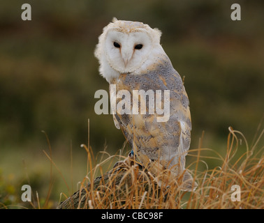 Schleiereule fotografiert n der Mitte des Herbstes farbige Vegetation an einem Hügel in der Nähe von Loughborough, Leicestershire in England, USA Stockfoto