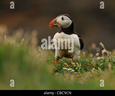 Papageitaucher zwischen Gräsern und kleinen Blumen auf den Klippen von Skomer Island im Südwesten der Halbinsel Marloes Stockfoto