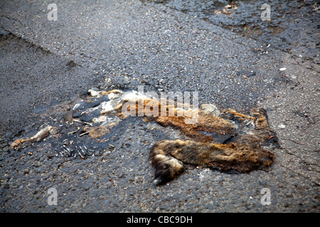 Fox von Autos auf Asphalt abgeflacht Stockfoto