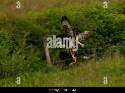 Mäusebussard wegfliegen mit großen Stück Fleisch über einem Feld in der Nähe von Rhayader in Wales, Vereinigtes Königreich. Stockfoto