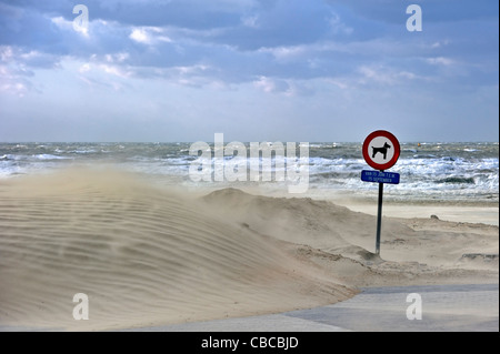 Verbotszeichen für Hunde und Treibsand gesprengt durch den Wind am Strand entlang der Nordsee während des Wintersturms, Belgien Stockfoto