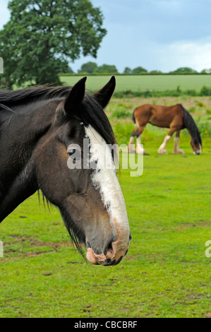 Shire Horse in Feld im Peak District Nationalpark Derbyshire England Stockfoto