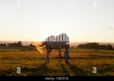 Schlauch im ländlichen Bereich Weiden Stockfoto