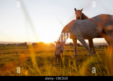 Schlauch im ländlichen Bereich Weiden Stockfoto