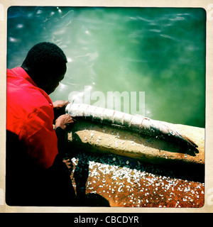 Man schneidet einen Fisch auf den Docks von Lamu, Kenia Stockfoto