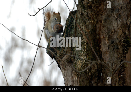 Eichhörnchen Sie mit Apfel auf Baumstumpf Stockfoto