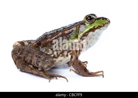 Seefrosch (Rana Ridibunda) vor weißem Hintergrund isoliert. Stockfoto