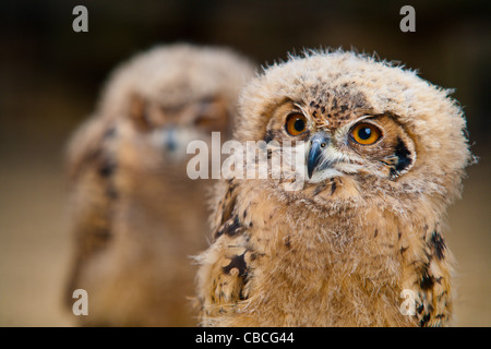 Zwei junge gefangen Uhu (Bubo Bubo) Stockfoto