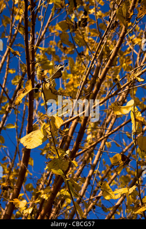 gelbe Blätter in Rom im Herbst auf einem Baum Stockfoto