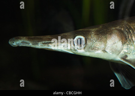 Gefleckte Gar, Lepisosteus Oculatus, Florida, USA Stockfoto