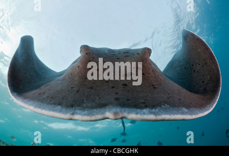 Blackspotted Stingray, Taeniura Meyeni, Ellaidhoo, Nord Ari Atoll, Malediven Stockfoto