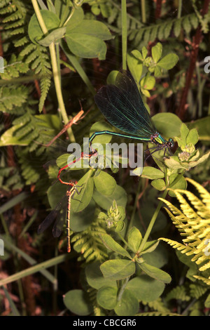 Damselfly schöne Prachtlibelle (Calopteryx Virgo) männlichen im Tandem mit paar große rote Libellen (Pyrrhosoma Nymphula) UK Stockfoto