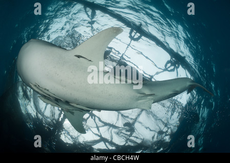 Unter Angeln-Plattform namens Bagan, Walhai Rhincodon Typus, Cenderawasih-Bucht, West Papua, Indonesien Stockfoto