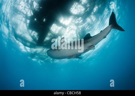 Unter Angeln-Plattform namens Bagan, Walhai Rhincodon Typus, Cenderawasih-Bucht, West Papua, Indonesien Stockfoto