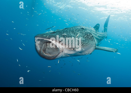 Walhai, Rhincodon Typus, Cenderawasih-Bucht, West Papua, Indonesien Stockfoto