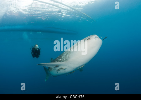 Walhai und Scuba Diver, Rhincodon Typus, Cenderawasih-Bucht, West Papua, Indonesien Stockfoto