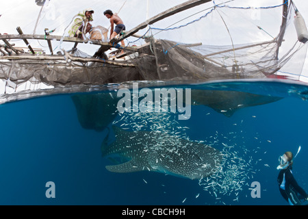 Unter Angeln-Plattform namens Bagan, Walhai Rhincodon Typus, Cenderawasih-Bucht, West Papua, Indonesien Stockfoto