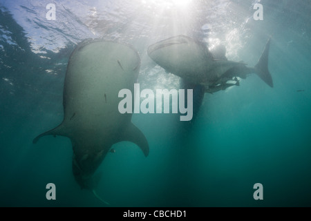 Zwei Walhai Rhincodon Typus, Cenderawasih-Bucht, West Papua, Indonesien Stockfoto