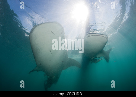 Zwei Walhai Rhincodon Typus, Cenderawasih-Bucht, West Papua, Indonesien Stockfoto