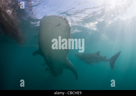 Zwei Walhai Rhincodon Typus, Cenderawasih-Bucht, West Papua, Indonesien Stockfoto