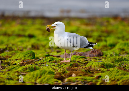 Silbermöwe, Larus Argentatus, Fütterung auf Wellhornschnecke Stockfoto