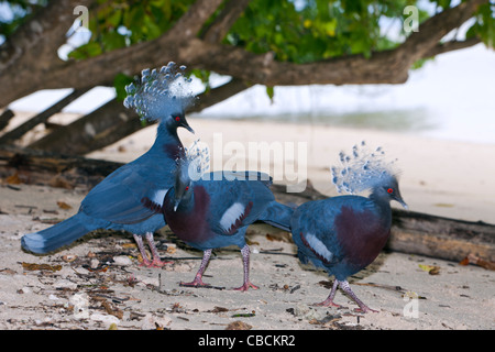 Blaue gekrönte Taube, Goura Cristata Cenderawasih-Bucht, West Papua, Indonesien Stockfoto