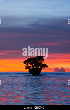 Sonnenuntergang an der Cenderawasih-Bucht, Cenderawasih-Bucht, West Papua, Indonesien Stockfoto