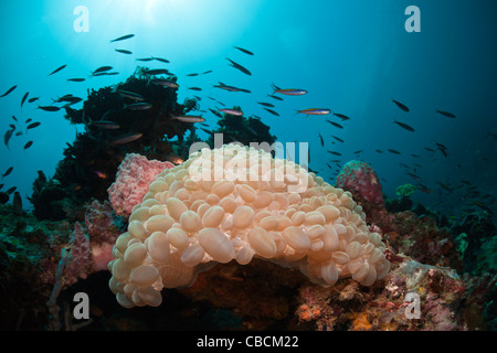 Bubble-Korallen im Korallenriff, Plerogyra Sinnuosa, Cenderawasih-Bucht, West Papua, Indonesien Stockfoto