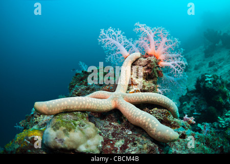 Seestern im Korallenriff, Linckia SP., Cenderawasih-Bucht, West Papua, Indonesien Stockfoto