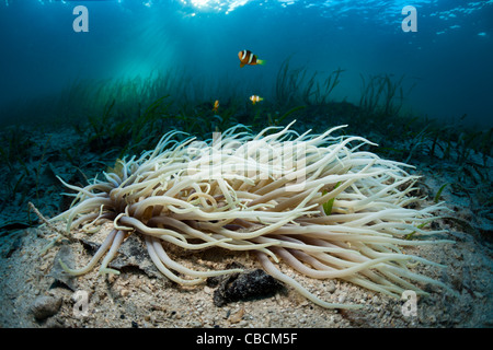 Leder Seeanemone mit Clarks Anemonenfische im Seegras Wiesen Heteractis Crispa Amphiprion Clarki, Cenderawasih Bay Indonesien Stockfoto