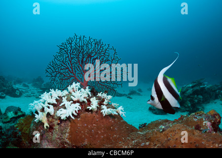 Gebleicht, Korallen, Cenderawasih-Bucht, West-Papua, Indonesien Stockfoto