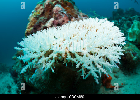 Gebleicht, Korallen, Cenderawasih-Bucht, West-Papua, Indonesien Stockfoto