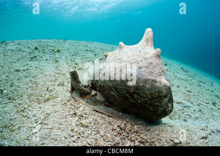 Gehörnter Helm-Schale, Cassis Cornuta, Cenderawasih-Bucht, West Papua, Indonesien Stockfoto