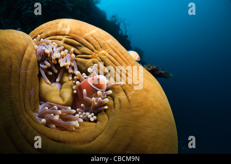 Rosa Anemonenfische in herrlichen Seeanemone, Amphiprion Perideraion, Heteractis Magnifica, Cenderawasih-Bucht, Indonesien Stockfoto