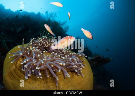 Rosa Anemonenfische in herrlichen Seeanemone, Amphiprion Perideraion, Heteractis Magnifica, Cenderawasih-Bucht, Indonesien Stockfoto