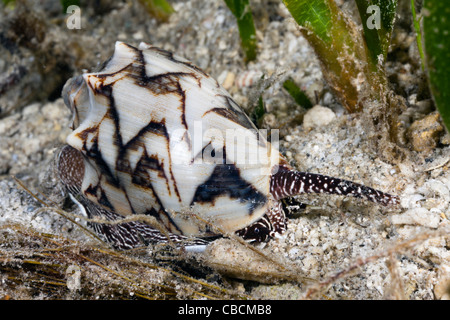 Fledermaus Volute räuberische Meeresschnecke, Cymbiola Vespertilio, Cenderawasih-Bucht, West Papua, Indonesien Stockfoto