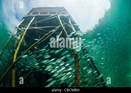 Fischschwarm von Yellowstripe Scad in Lagune von Ahe Island, Selaroides Leptolepis, Cenderawasih-Bucht, West Papua, Indonesien Stockfoto