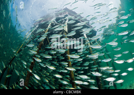 Fischschwarm von Yellowstripe Scad in Lagune von Ahe Island, Selaroides Leptolepis, Cenderawasih-Bucht, West Papua, Indonesien Stockfoto