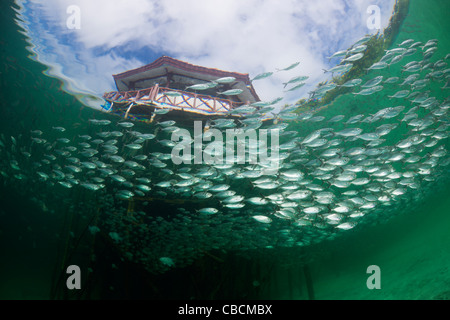 Fischschwarm von Yellowstripe Scad in Lagune von Ahe Island, Selaroides Leptolepis, Cenderawasih-Bucht, West Papua, Indonesien Stockfoto