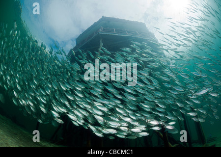 Fischschwarm von Yellowstripe Scad in Lagune von Ahe Island, Selaroides Leptolepis, Cenderawasih-Bucht, West Papua, Indonesien Stockfoto