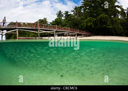 Fischschwarm von Yellowstripe Scad in Lagune von Ahe Island, Selaroides Leptolepis, Cenderawasih-Bucht, West Papua, Indonesien Stockfoto