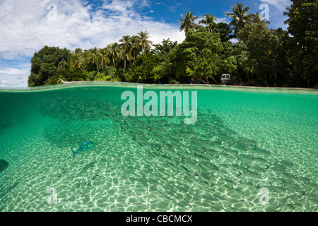 Fischschwarm von Yellowstripe Scad in Lagune von Ahe Island, Selaroides Leptolepis, Cenderawasih-Bucht, West Papua, Indonesien Stockfoto