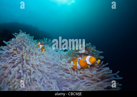 Clown Anemonenfischen in gebleichtem Seeanemone, Amphiprion Ocellaris, Heteractis Magnifica, West-Papua, Indonesien Stockfoto