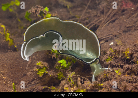 ernähren sich von Algen, Meeresschnecke Elysia SP., Cenderawasih-Bucht, West Papua, Indonesien Stockfoto