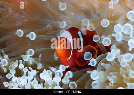 Spinecheek Clownfish in weiße Blase Tipp Seeanemone, Premnas Aculeatus, Entacmaea Quadricolor West Papua Indonesien Stockfoto